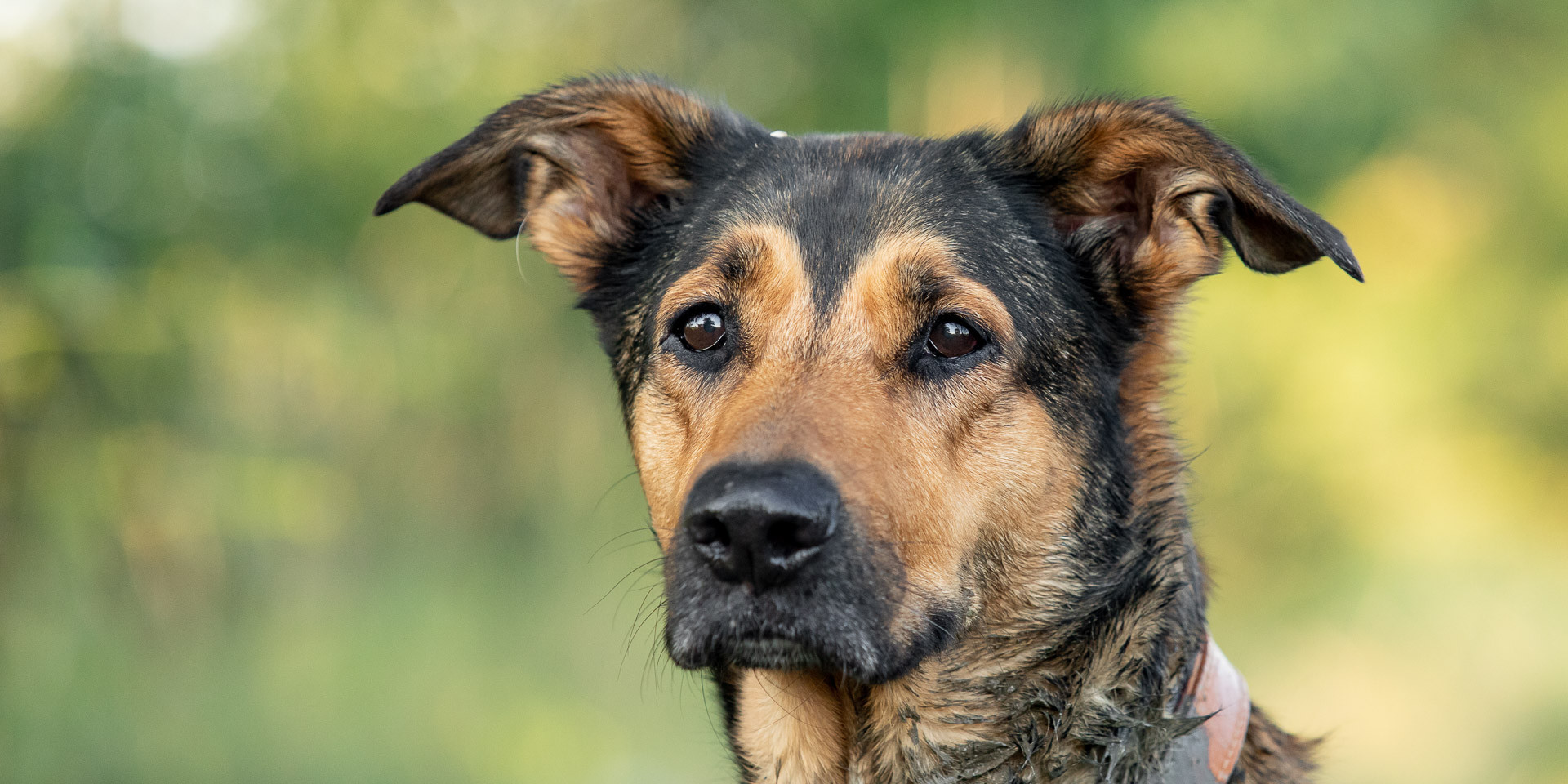 Beziehung Mensch Hund im Hundetraining bei Hundeschule Schnauzenart in Brugdorf, Celle und Hannover