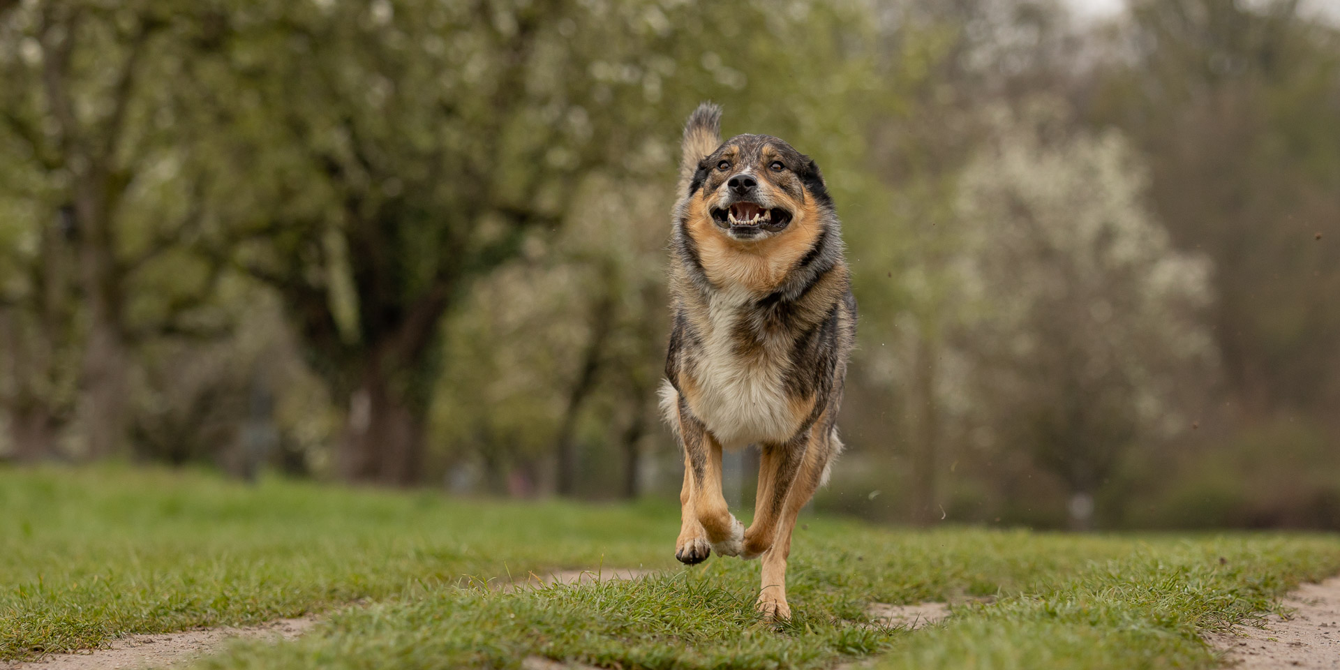 Rueckruf im Einzeltraining bei Hundeschule Schauzenart in Burgdorf